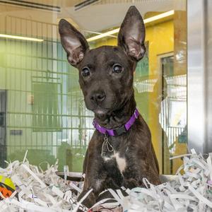 FIONA, Labrador Retriever, puppy, available for adoption