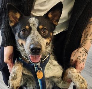 BLUE, Australian Cattle Dog/Blue Heeler, young, available for adoption