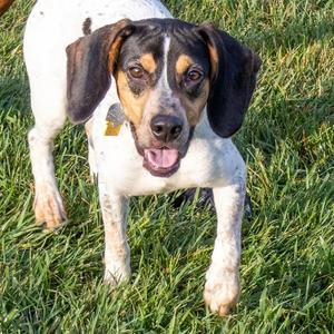GRAMPY, Beagle, young, available for adoption