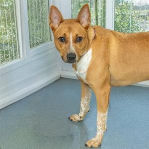 STELLA, Queensland Heeler, young, available for adoption