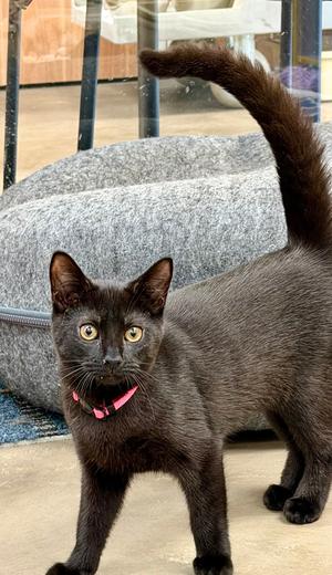 Mach (kitten - goes with Sonic), kitten, available for adoption