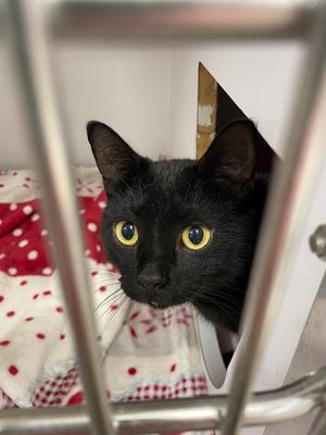 Roxie Eastend, young, available for adoption