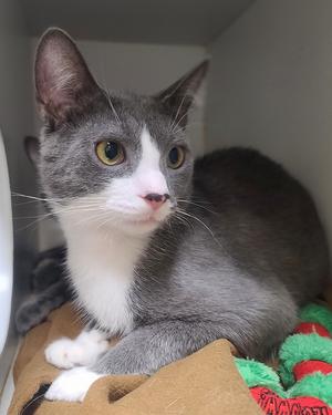 A gray and white cat with green eyes is sitting on a brown blanket, looking up. The cat has a white chest and paws, and its ears are perked up. There is a red and green object, possibly a toy, next to the cat.