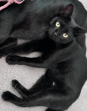 Ronnie Eastend, available for adoption