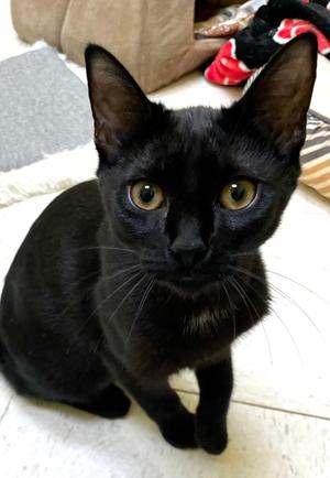 Star (goes with Ebony), kitten, available for adoption