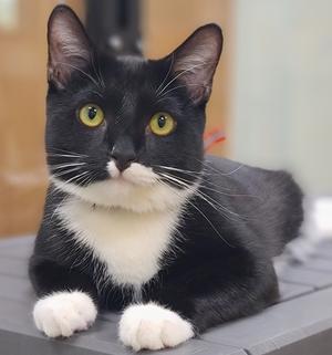 Sprinkles (goes w/ Jimmies), kitten, available for adoption