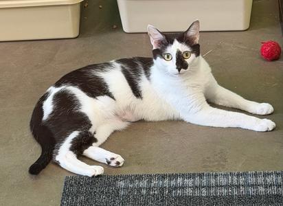 Pippin, adult, available for adoption