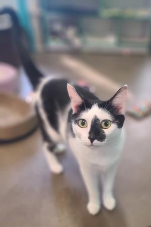 A black and white cat with green eyes looking directly at the camera.
