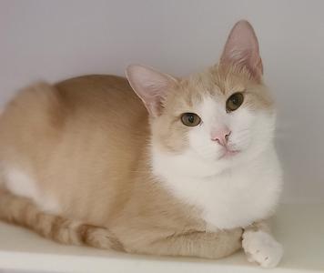 A fluffy cat with a light brown and white coat is lying down, looking directly at the camera with its green eyes.