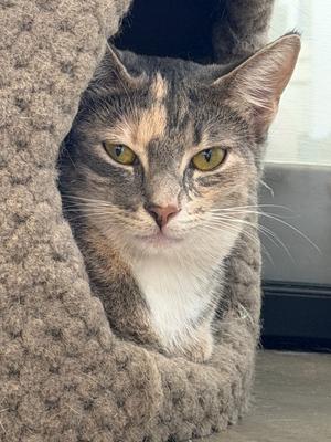 A cat with a calico pattern, featuring a mix of brown, black, and white fur, is peeking out from a cozy, textured cat bed. The cat has striking yellow eyes and a white chest, and is looking directly at the camera. The background is slightly blurred, focusing attention on the cat.