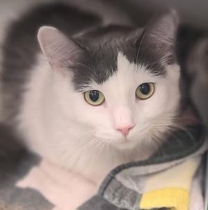 Fiona (Scottish litter), young, available for adoption