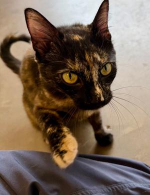 Elyse Keaton, adult, available for adoption