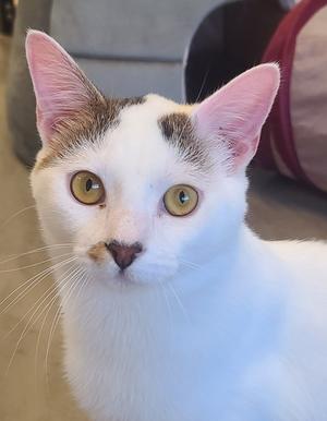 A close-up portrait of a white cat with yellow eyes and brown markings on its head and nose.