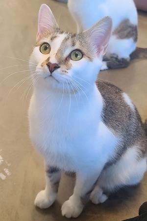A calico cat with green eyes is looking upwards, sitting on a neutral-colored floor. Another cat's hindquarters are visible in the background.