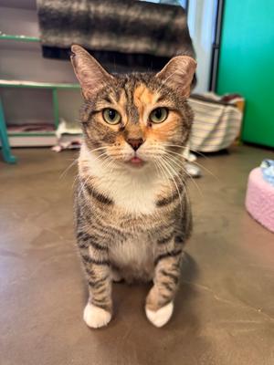 Bethany, adult, available for adoption