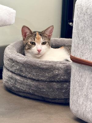 Lydia (goes w/ Judith), kitten, available for adoption
