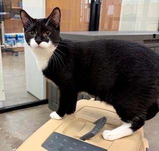 Jimmies (goes w/ Spinkles), kitten, available for adoption