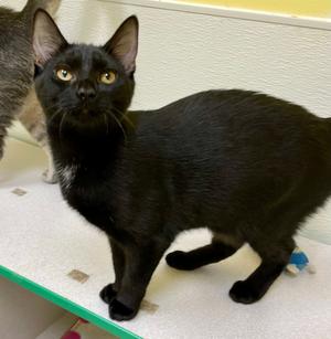 Ebony (goes with Star), kitten, available for adoption