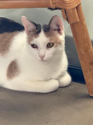Judith (must go with Lydia), kitten, available for adoption