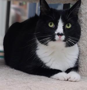 River (FIV+), adult, available for adoption