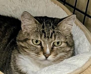 Sophia, available for adoption
