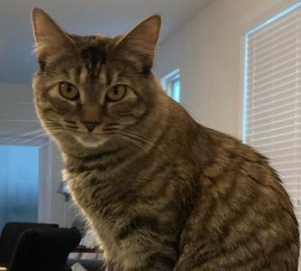 Kiwibi, young, available for adoption