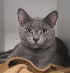 A gray cat with green eyes sitting on a brown blanket