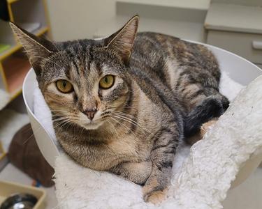 Janie, young, available for adoption