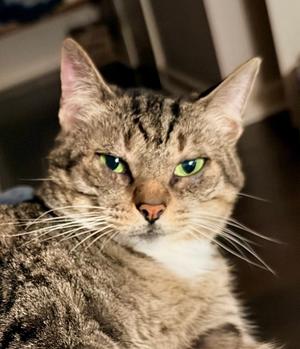 Dorothy, available for adoption