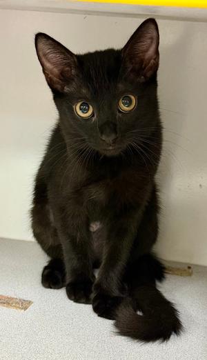 Sonic (kitten - goes w/ Mach), kitten, available for adoption