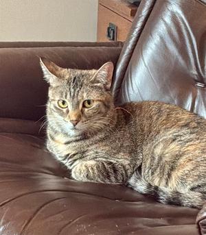 A brown tabby cat resting on a dark brown leather couch.