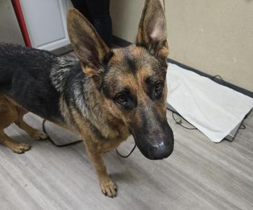 Andy, German Shepherd Dog, adult, available for adoption