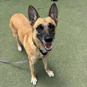 A happy dog with a black and tan coat, standing on a green artificial turf surface. The dog has pointed ears, a black muzzle, and is wearing a collar with a tag. Its mouth is open, showing its teeth and tongue, and it appears to be panting or smiling.