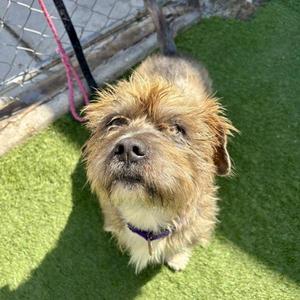 Fabio, Terrier, young, available for adoption