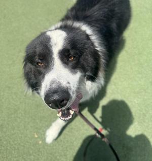 Caper, Great Pyrenees / Border Collie, adult, available for adoption