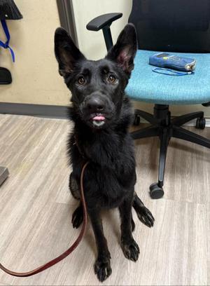 Broccolini, German Shepherd Dog, adult, available for adoption