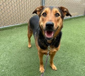 Isis, Shepherd, adult, available for adoption