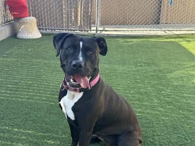 A black dog with a white chest and a pink collar sitting on green artificial grass.