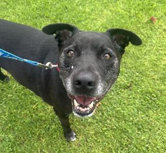Felicia, Labrador Retriever / German Shepherd Dog, senior, available for adoption