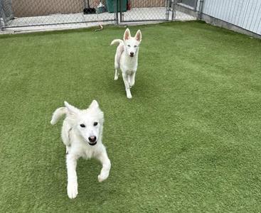 Two white dogs running on artificial grass in an outdoor enclosure.