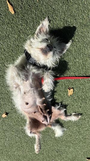Chai, West Highland White Terrier / Westie, adult, available for adoption