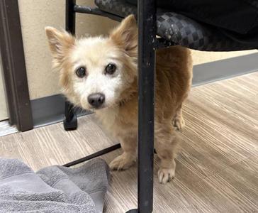 Curry, Terrier, senior, available for adoption