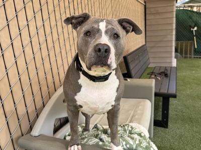 Ellie May, Pit Bull Terrier, senior, available for adoption