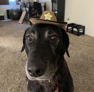 Elvis, German Shepherd Dog / Labrador Retriever, adult, available for adoption