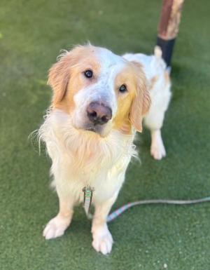 A golden-colored dog with a white face and chest, standing on a green artificial turf surface. The dog has a fluffy coat and is looking directly at the camera. It is wearing a collar with a tag and is attached to a leash.