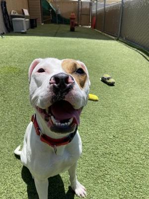 Crab, Pit Bull Terrier / Boxer, young, available for adoption