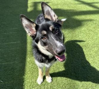 Brenda, German Shepherd Dog, young, available for adoption