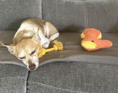 A small dog sleeping on a gray couch with a yellow and orange toy nearby.