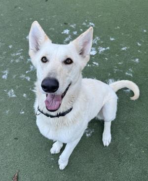 A white dog with pointed ears and a black nose is sitting on a green surface, looking up with its mouth open and tongue out.