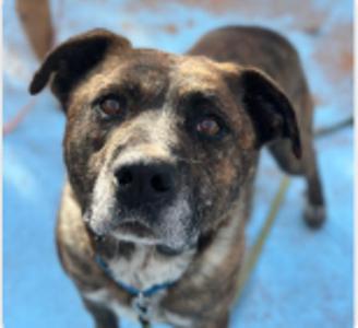 Iron, Pit Bull Terrier, adult, available for adoption